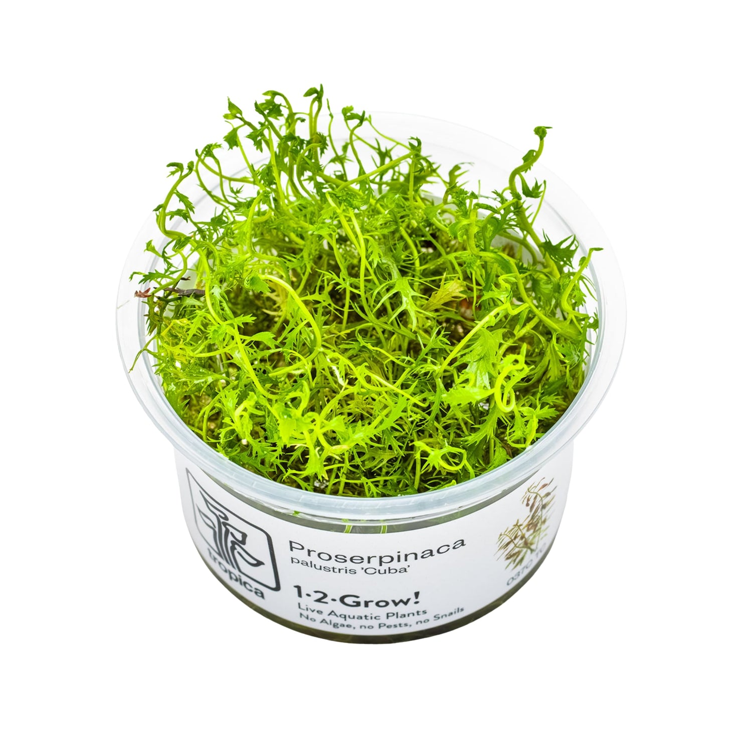 Tropica Proserpinaca palustris Cuba 1-2-GROW!