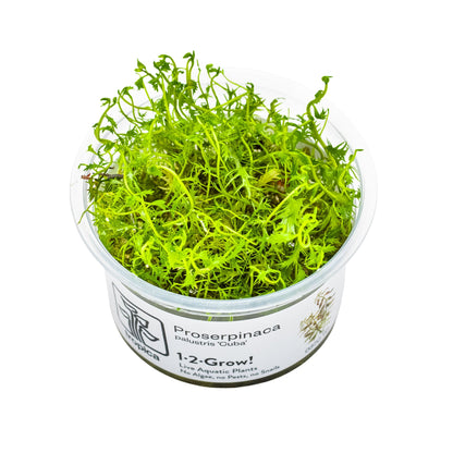 Tropica Proserpinaca palustris Cuba 1-2-GROW!