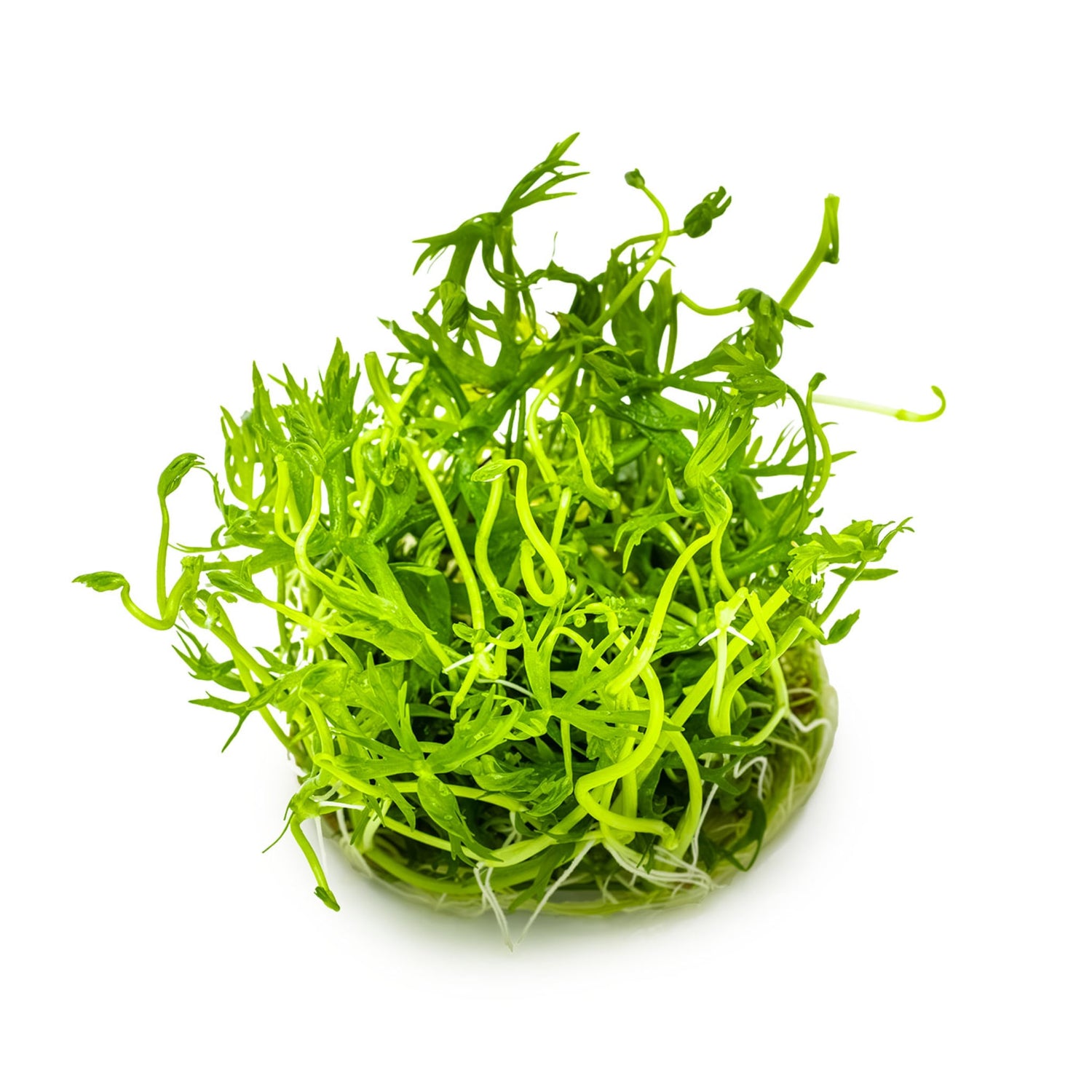 Tropica Ranunculus indatus 1-2-Grow!