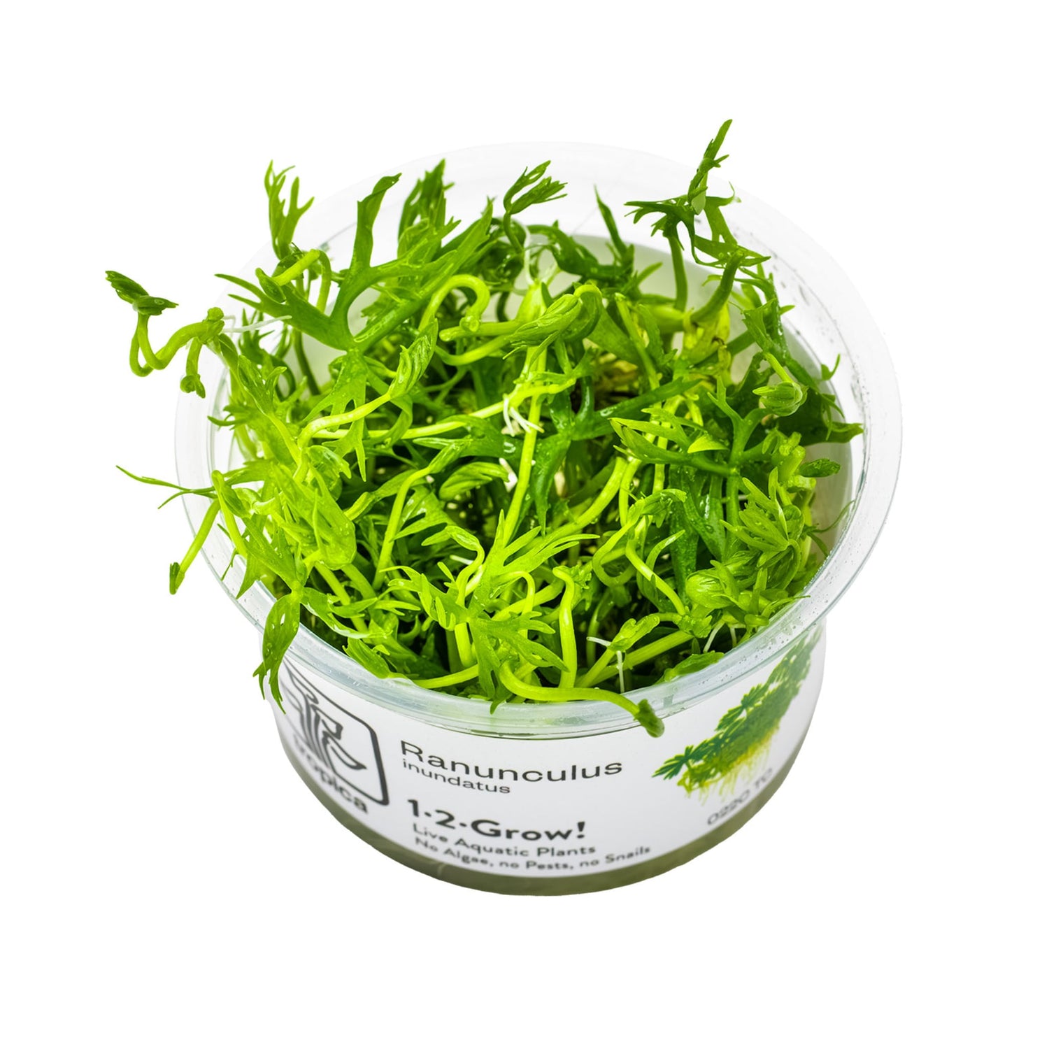 Tropica Ranunculus indatus 1-2-Grow!