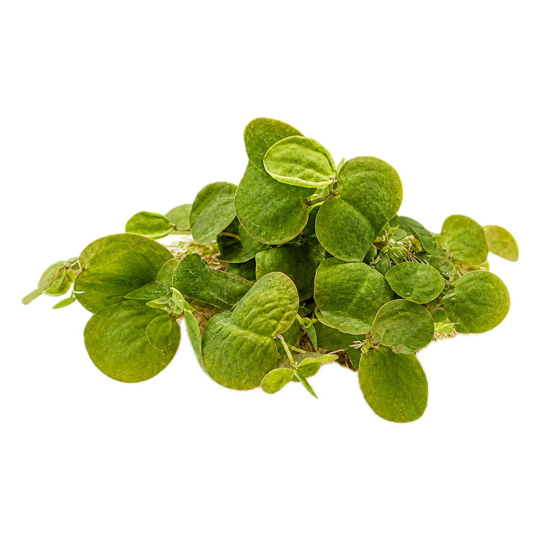 A small cluster of green red-floater aquatic plant