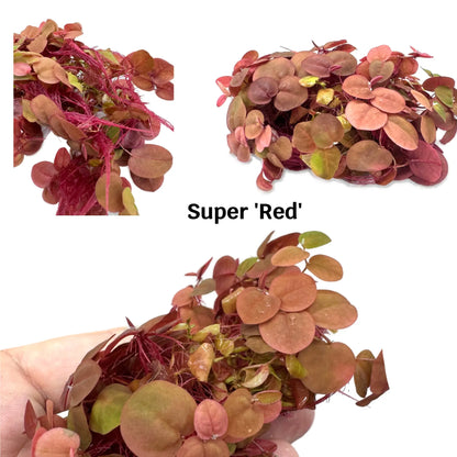 Red root floater - Algae preventer Aqua Essentials