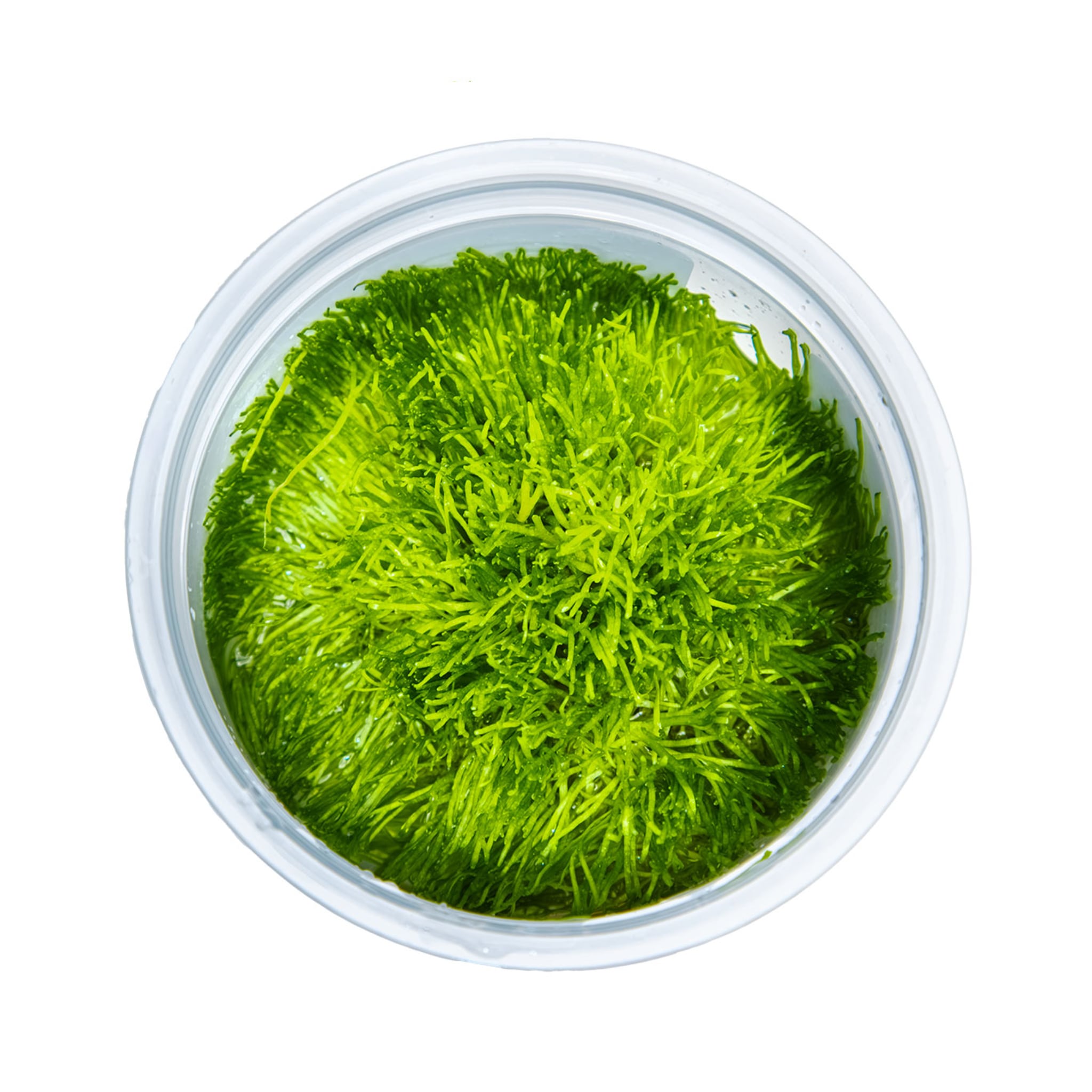 Tropica Riccia fluitans 1-2-GROW!