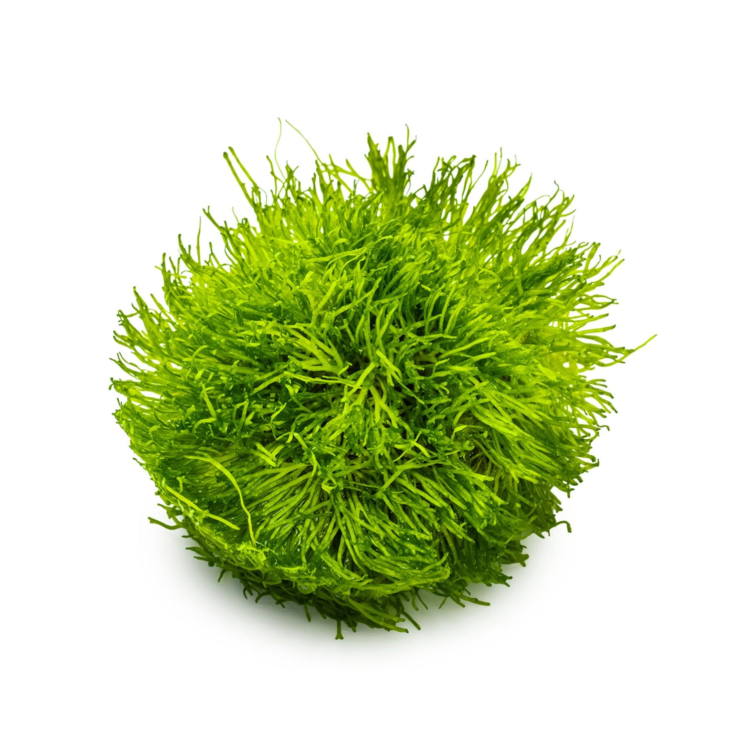 Tropica Riccia fluitans 1-2-GROW!