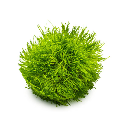 Tropica Riccia fluitans 1-2-GROW!
