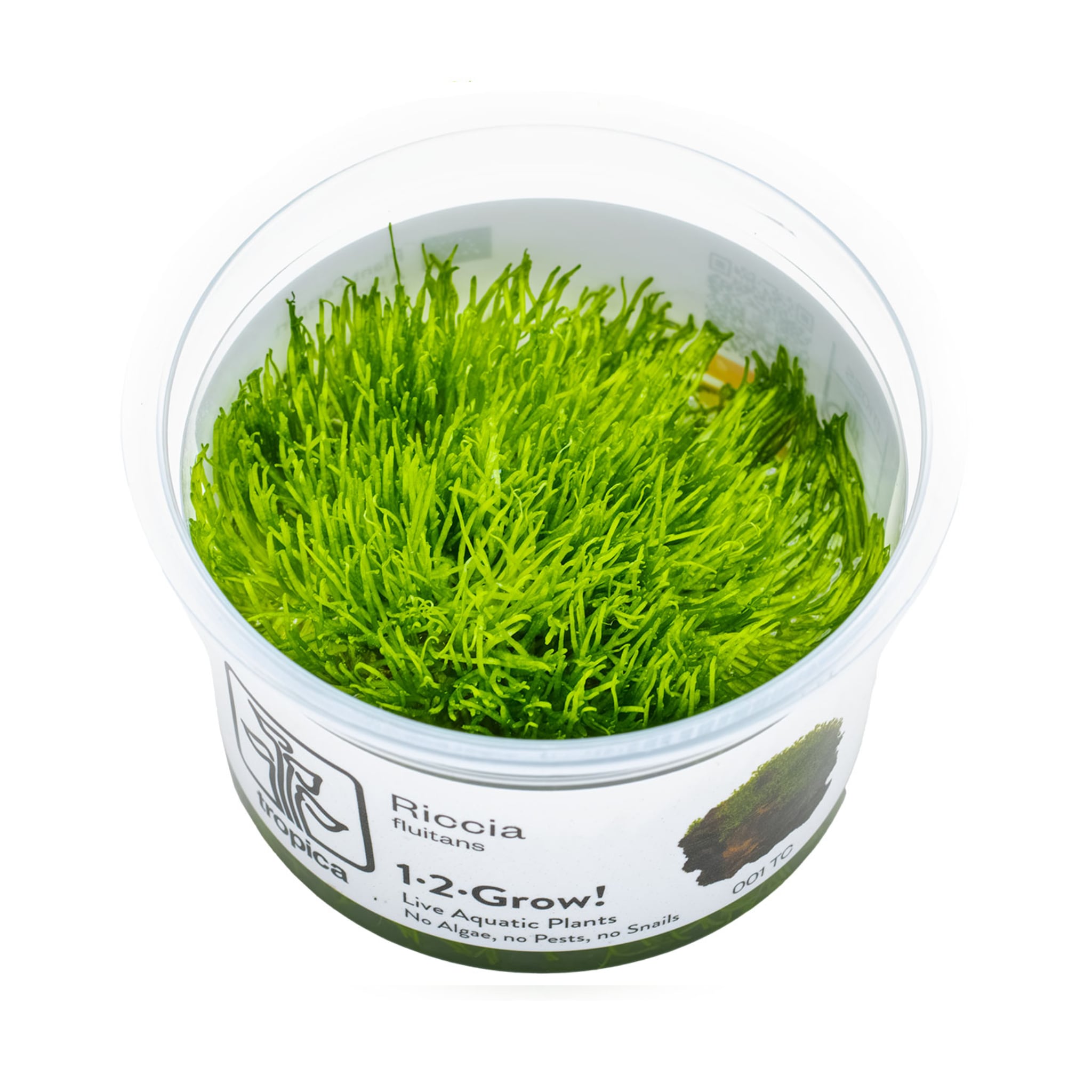 Tropica Riccia fluitans 1-2-GROW!