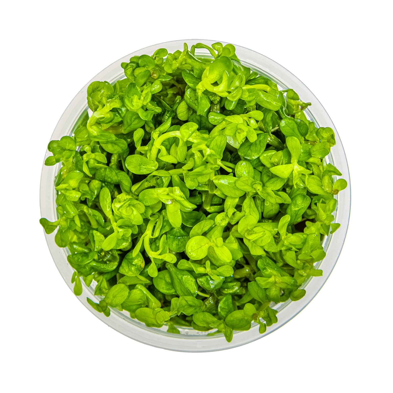 Tropica Rotala indica &