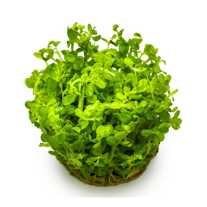 Tropica Rotala indica &