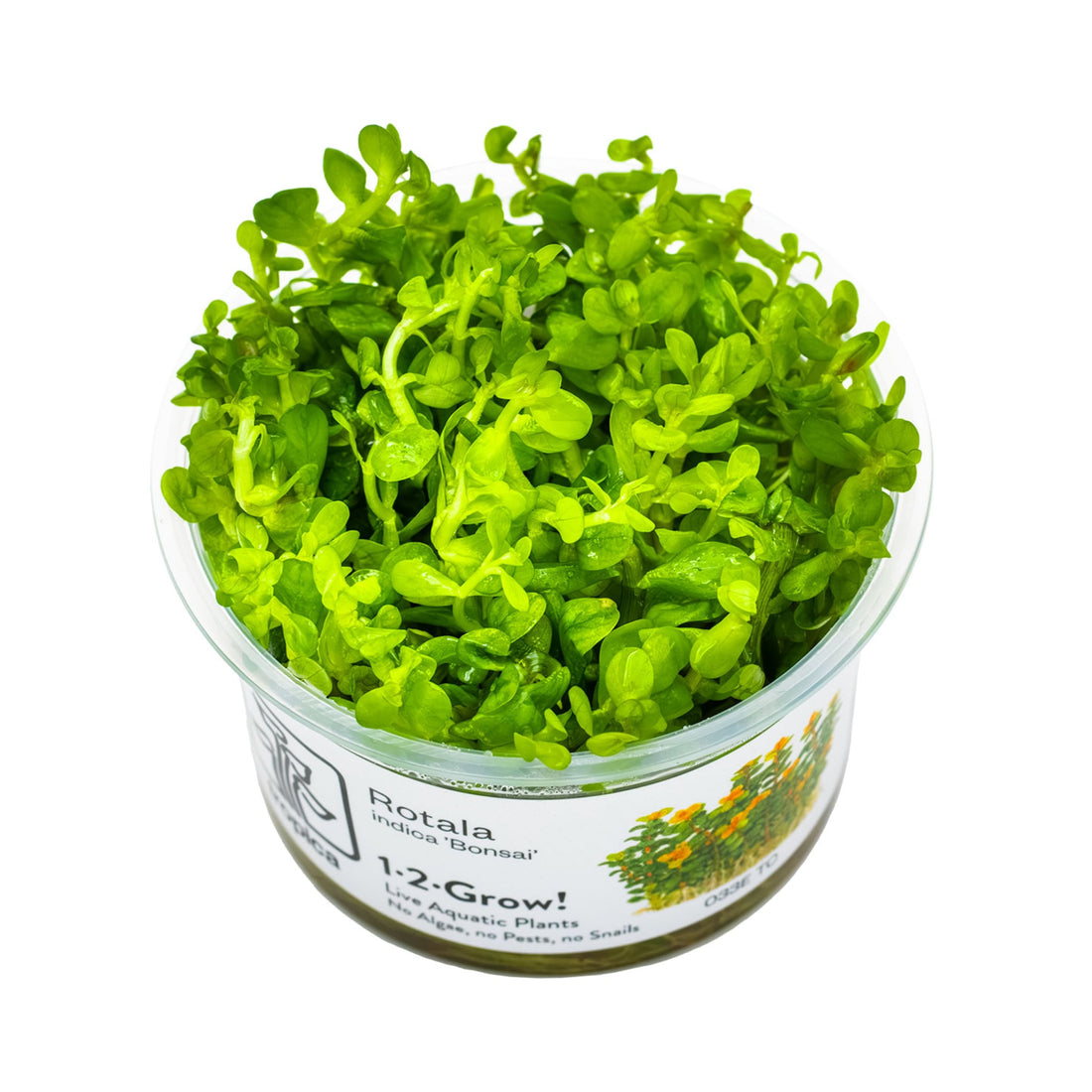 Tropica Rotala indica &