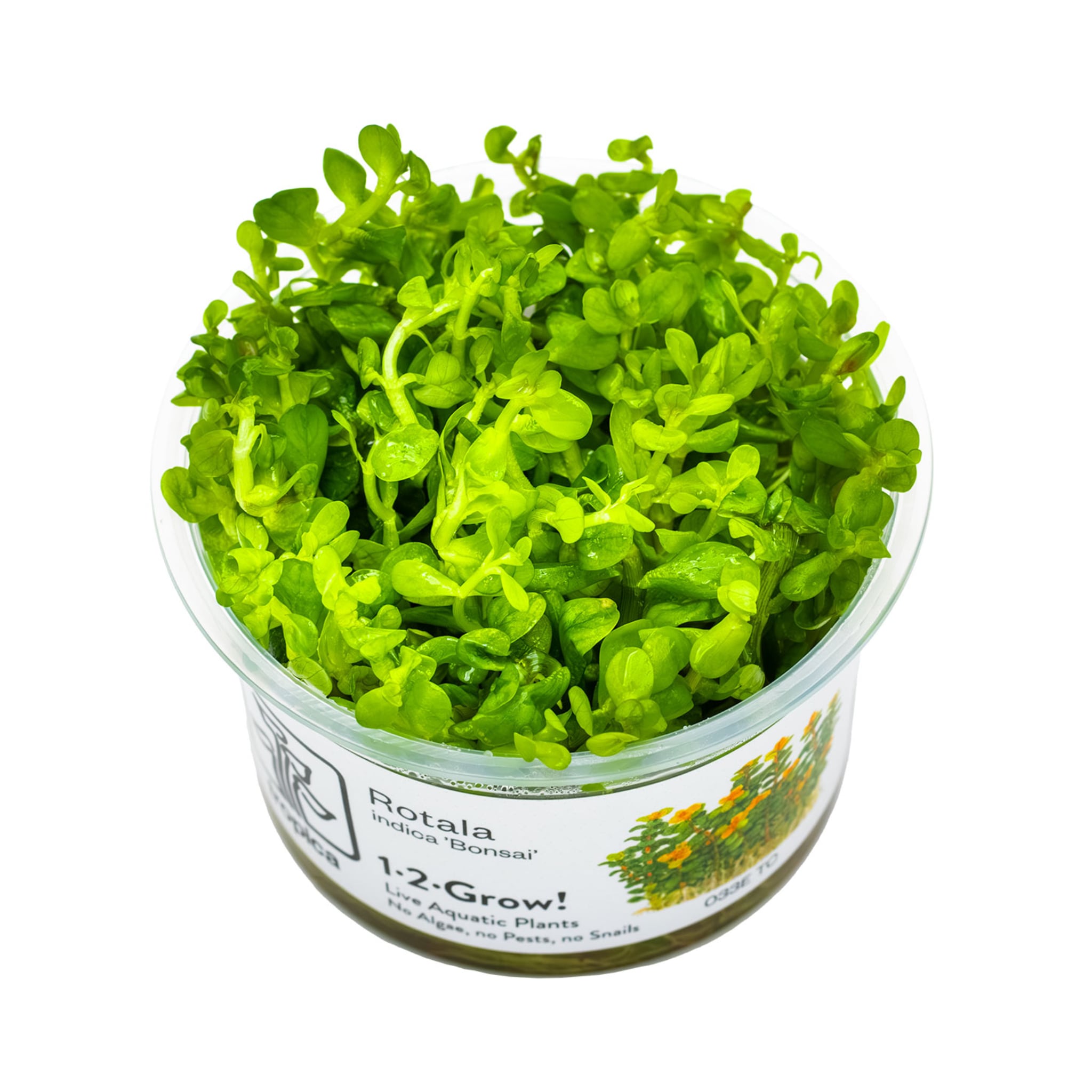 Tropica Rotala indica &