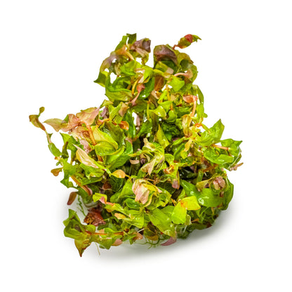 Tropica Rotala macrandra 1-2-GROW!