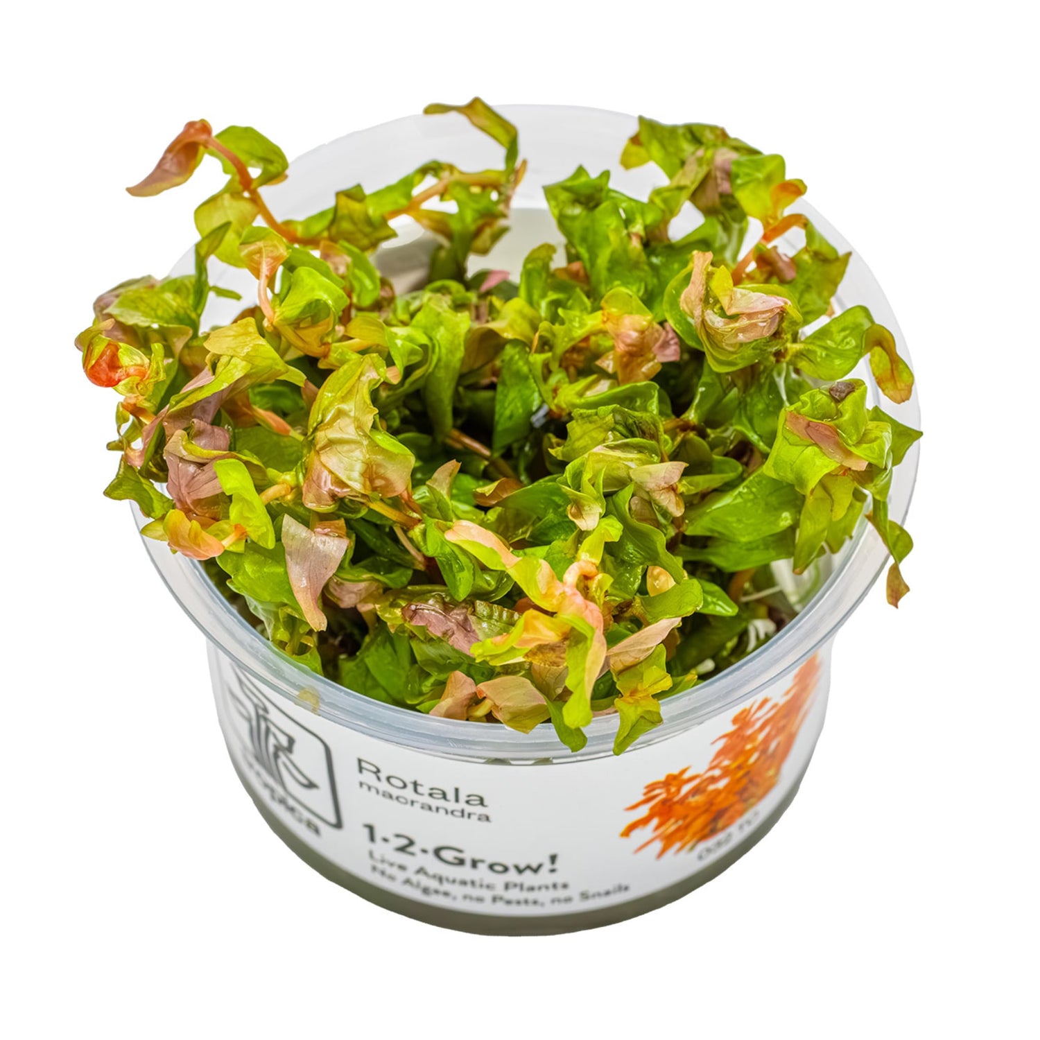 Tropica Rotala macrandra 1-2-GROW!