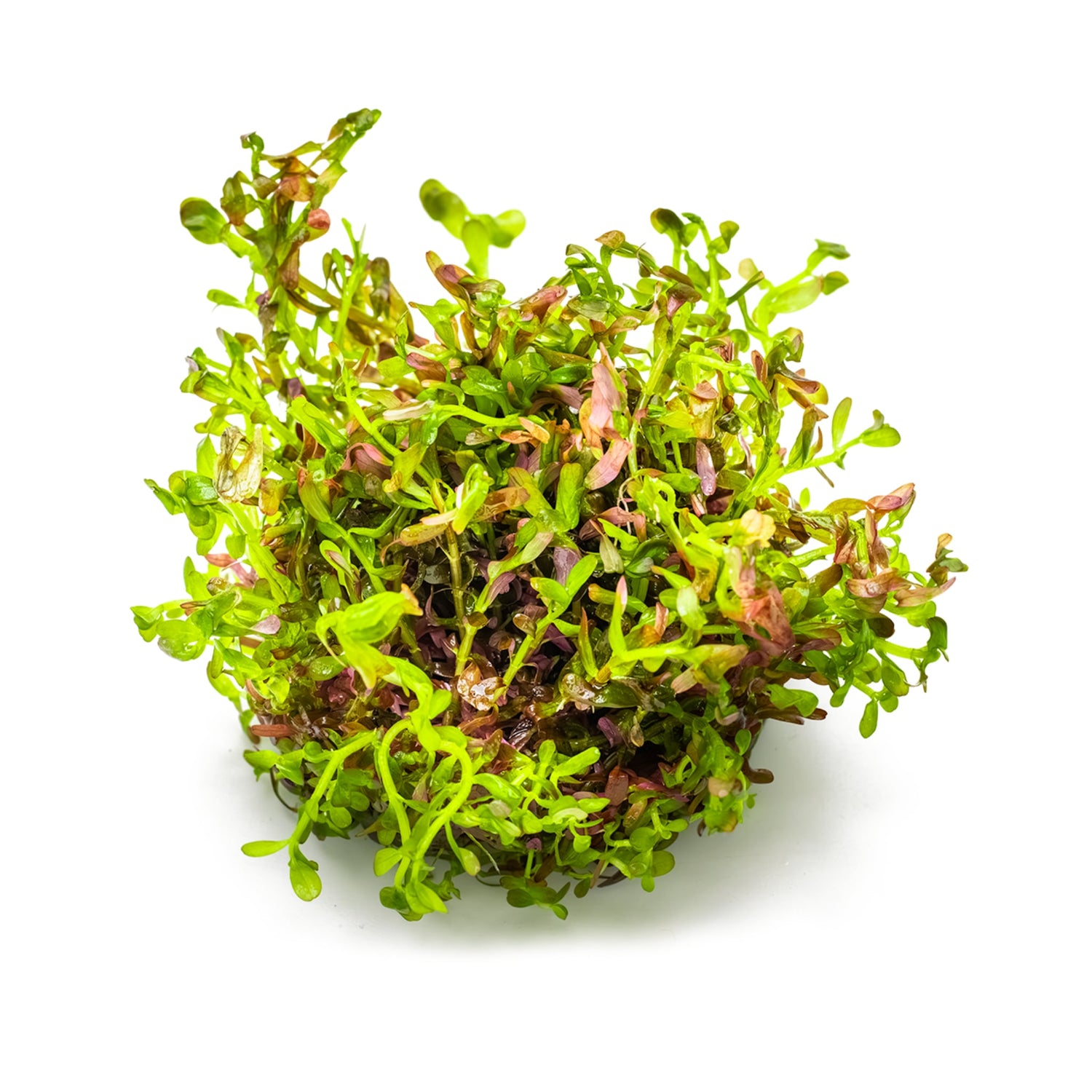 Tropica Rotala rotundifolia &