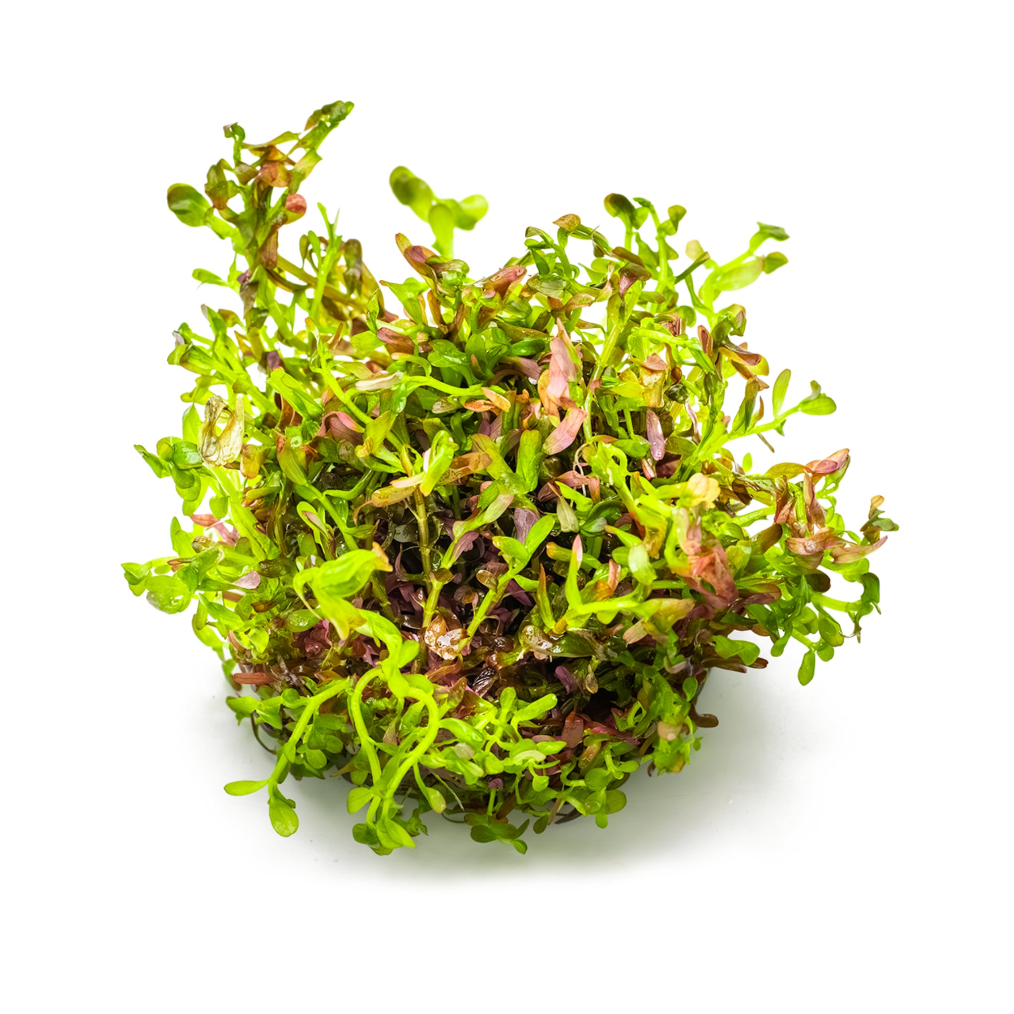 Tropica Rotala rotundifolia &