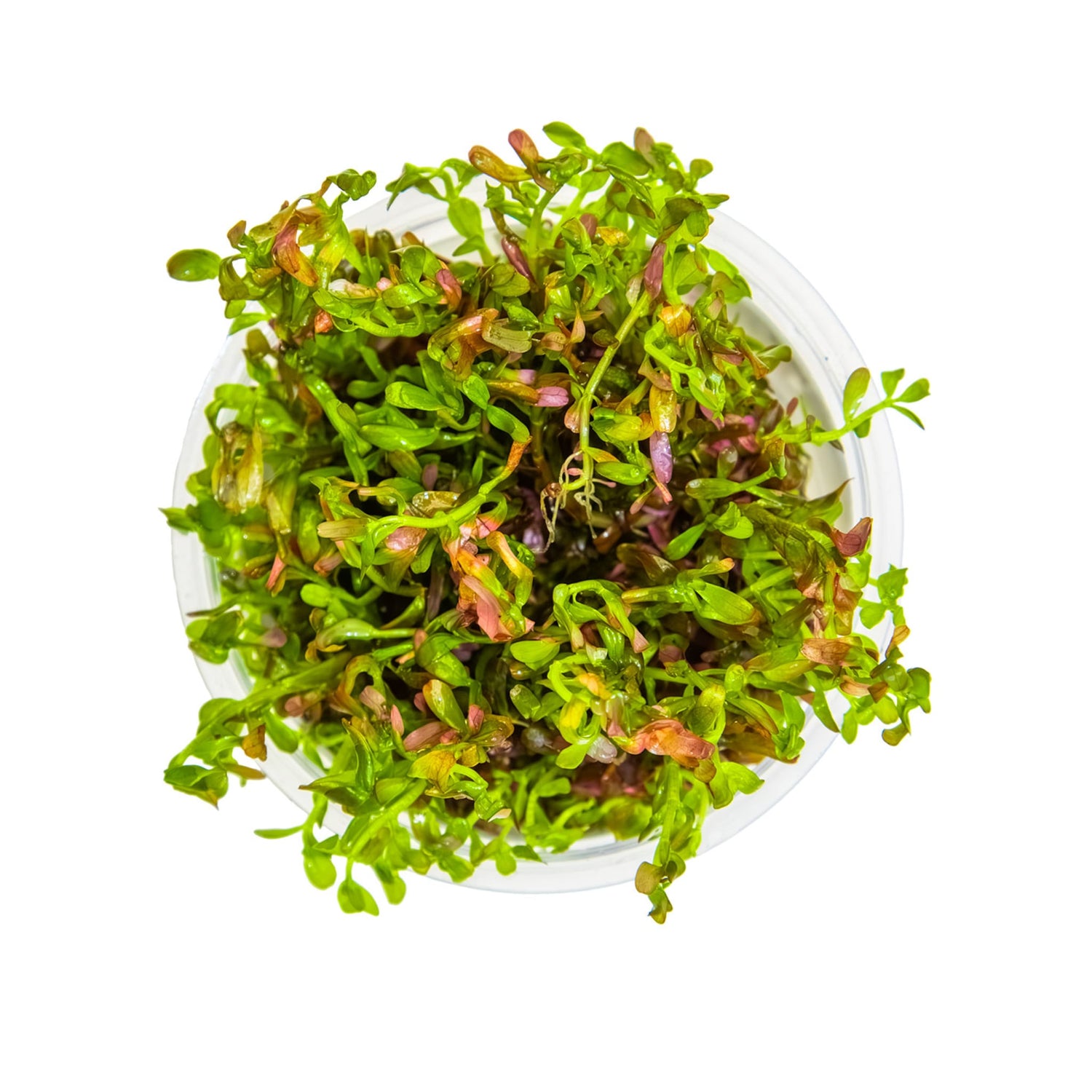 Tropica Rotala rotundifolia &