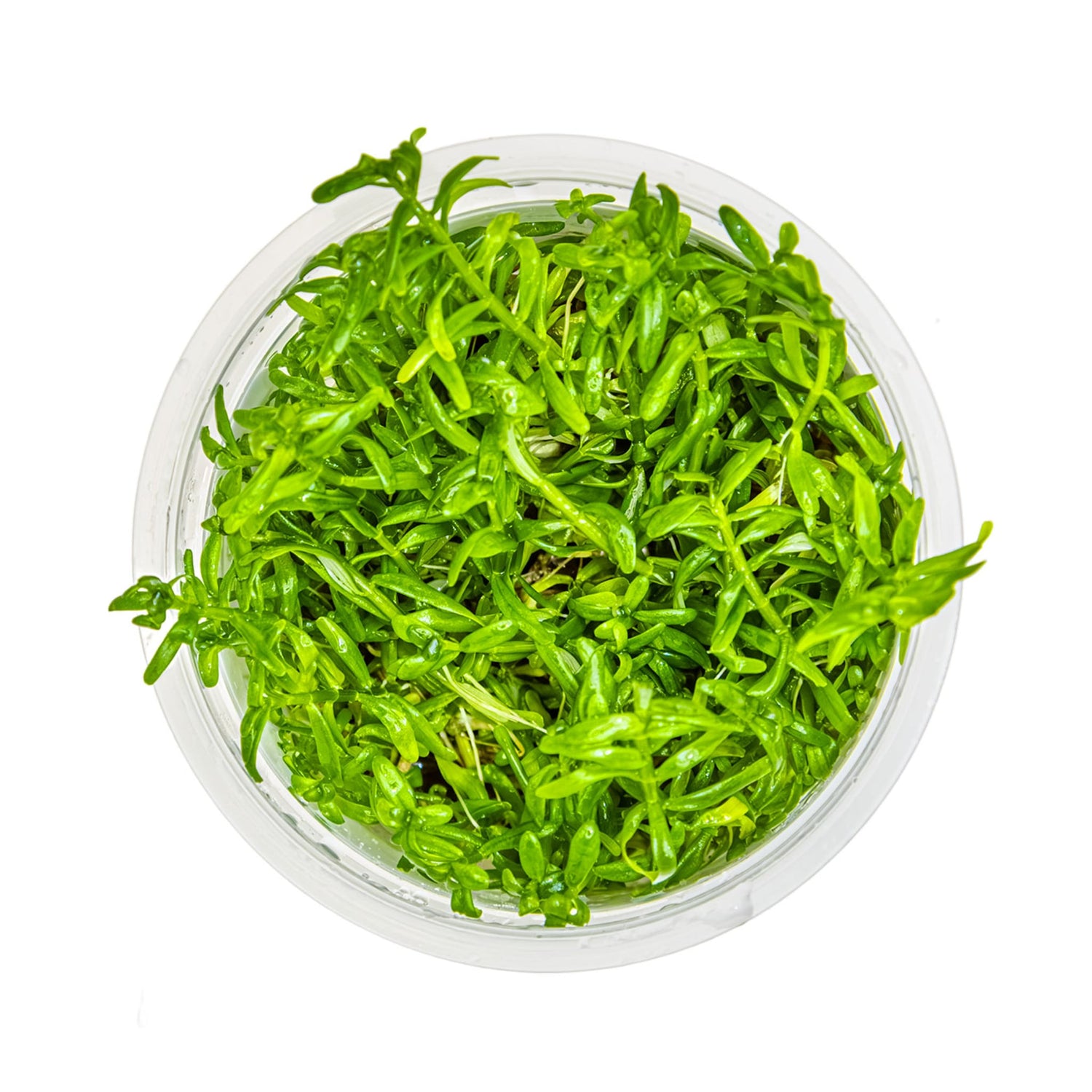 Tropica Rotala rotundifolia Green 1-2-GROW