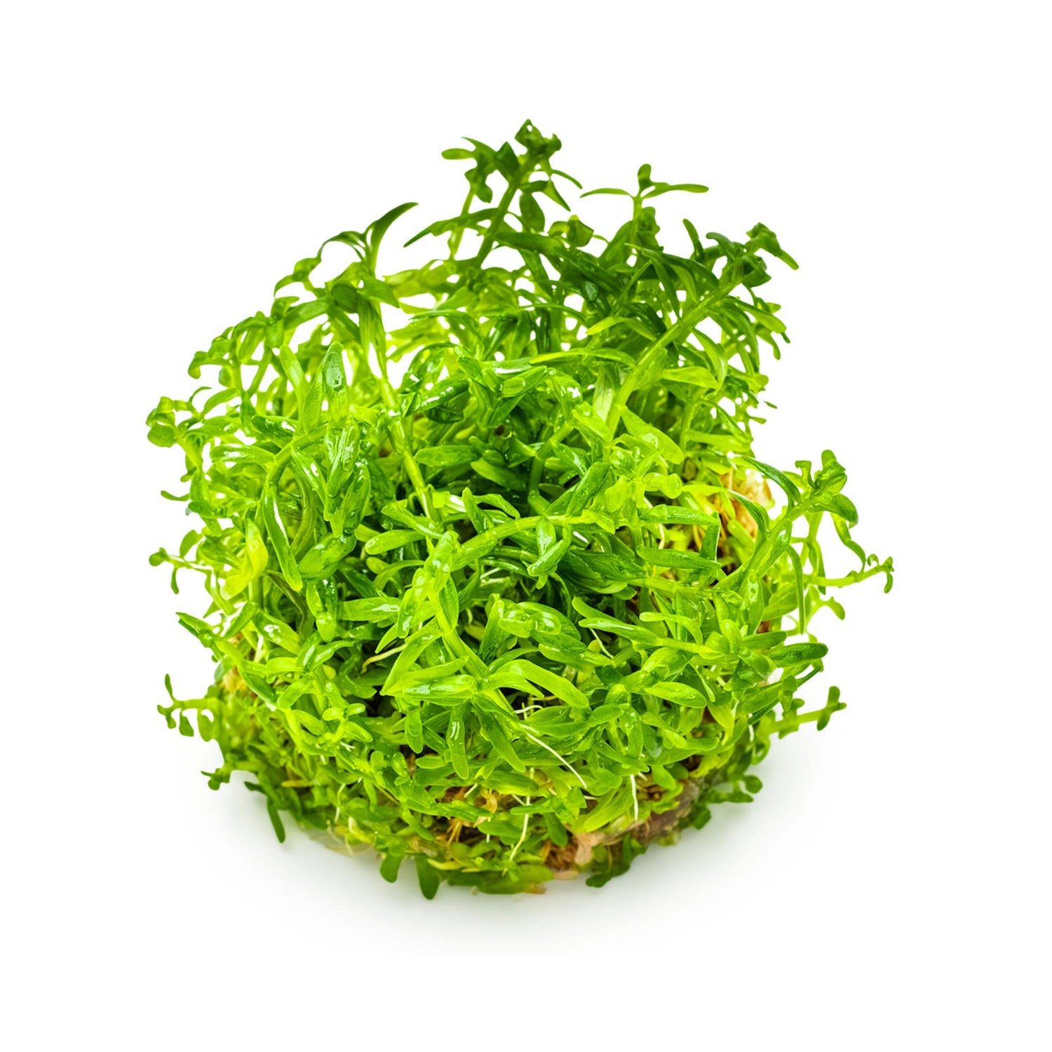 Tropica Rotala rotundifolia Green 1-2-GROW
