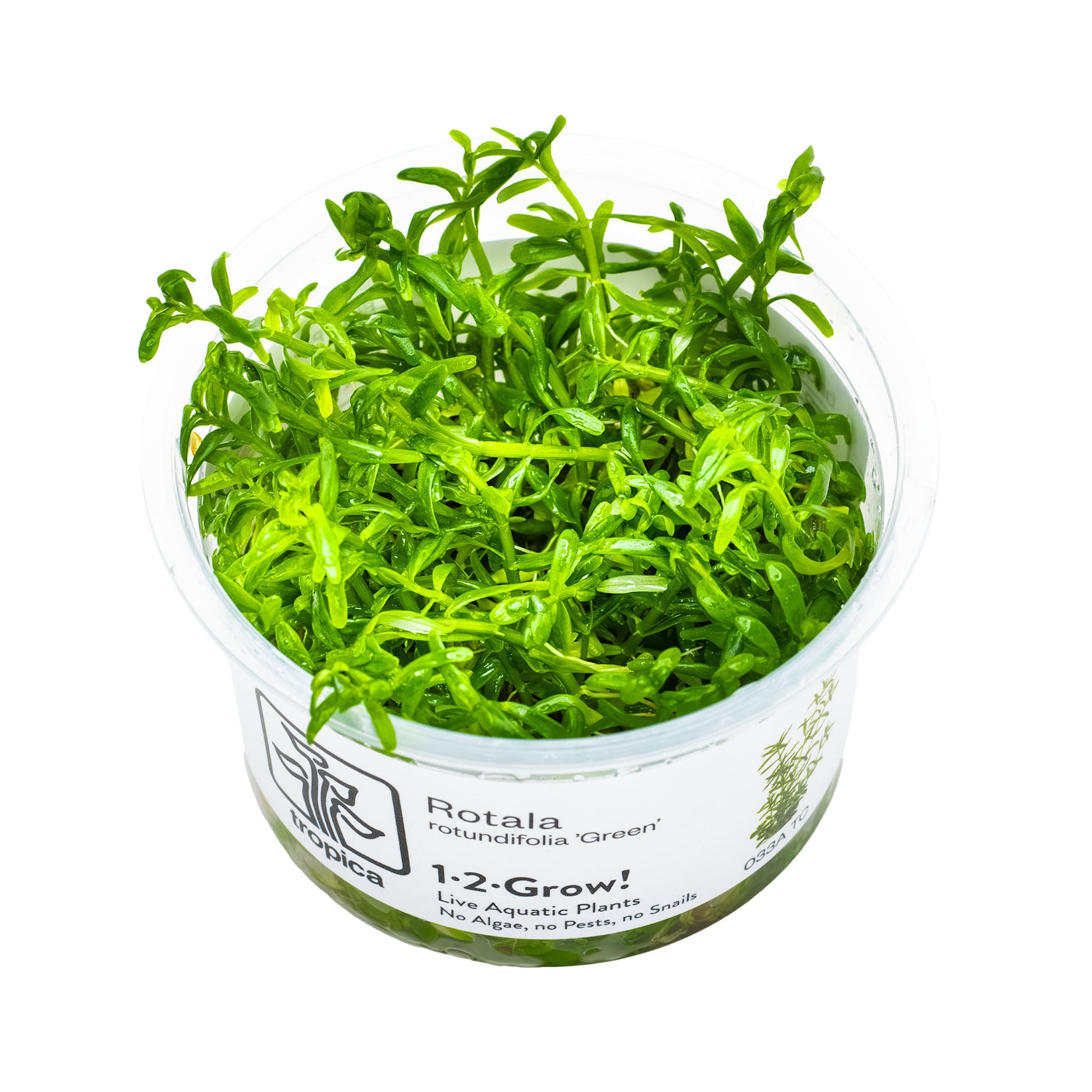 Tropica Rotala rotundifolia Green 1-2-GROW