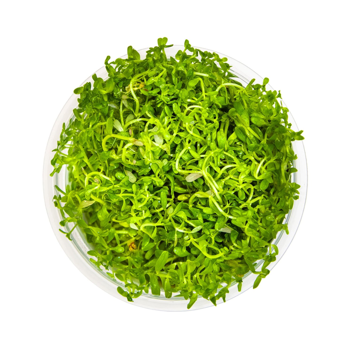 Tropica Rotala rotundifolia H&