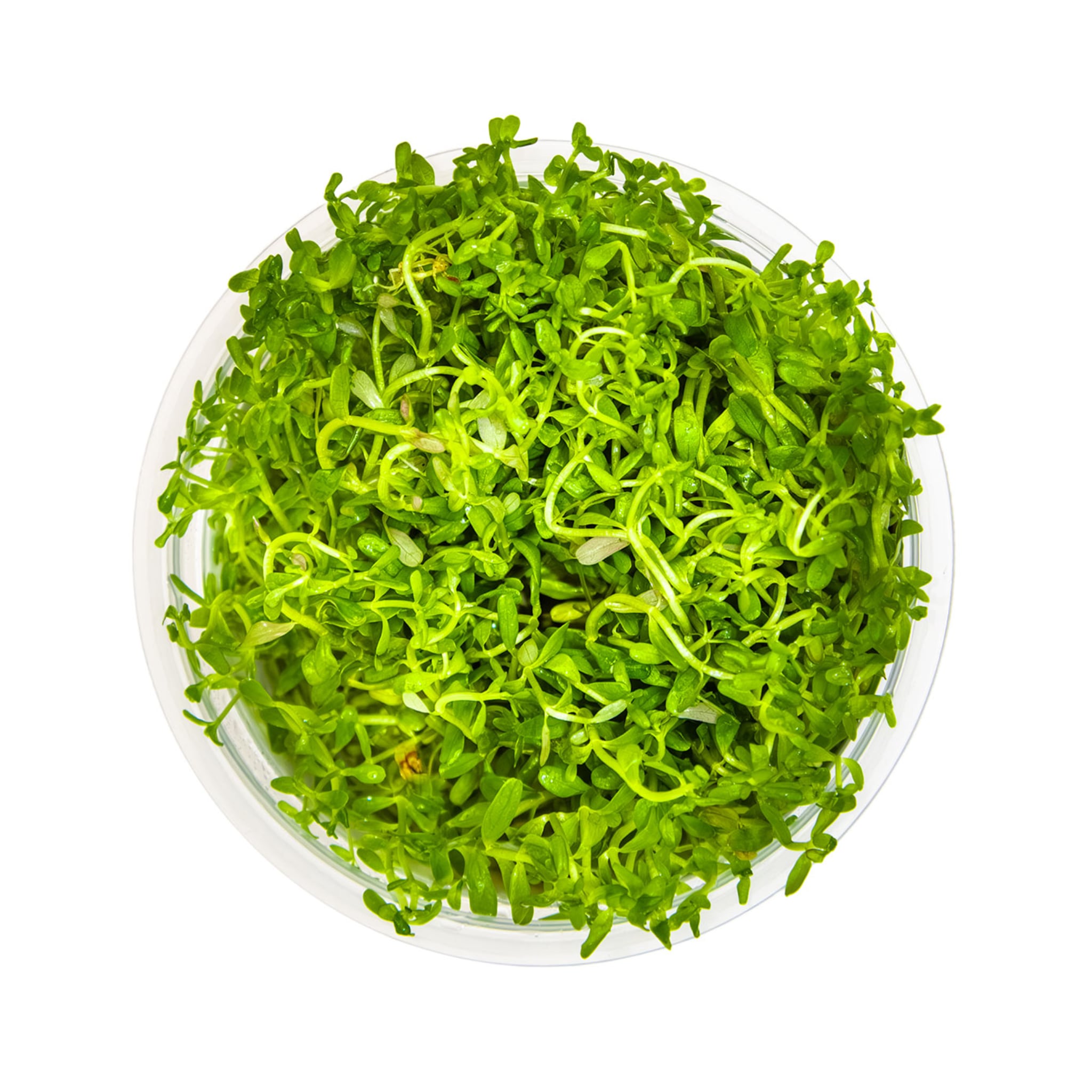 Tropica Rotala rotundifolia H&