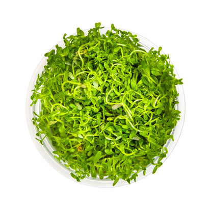 Tropica Rotala rotundifolia H&