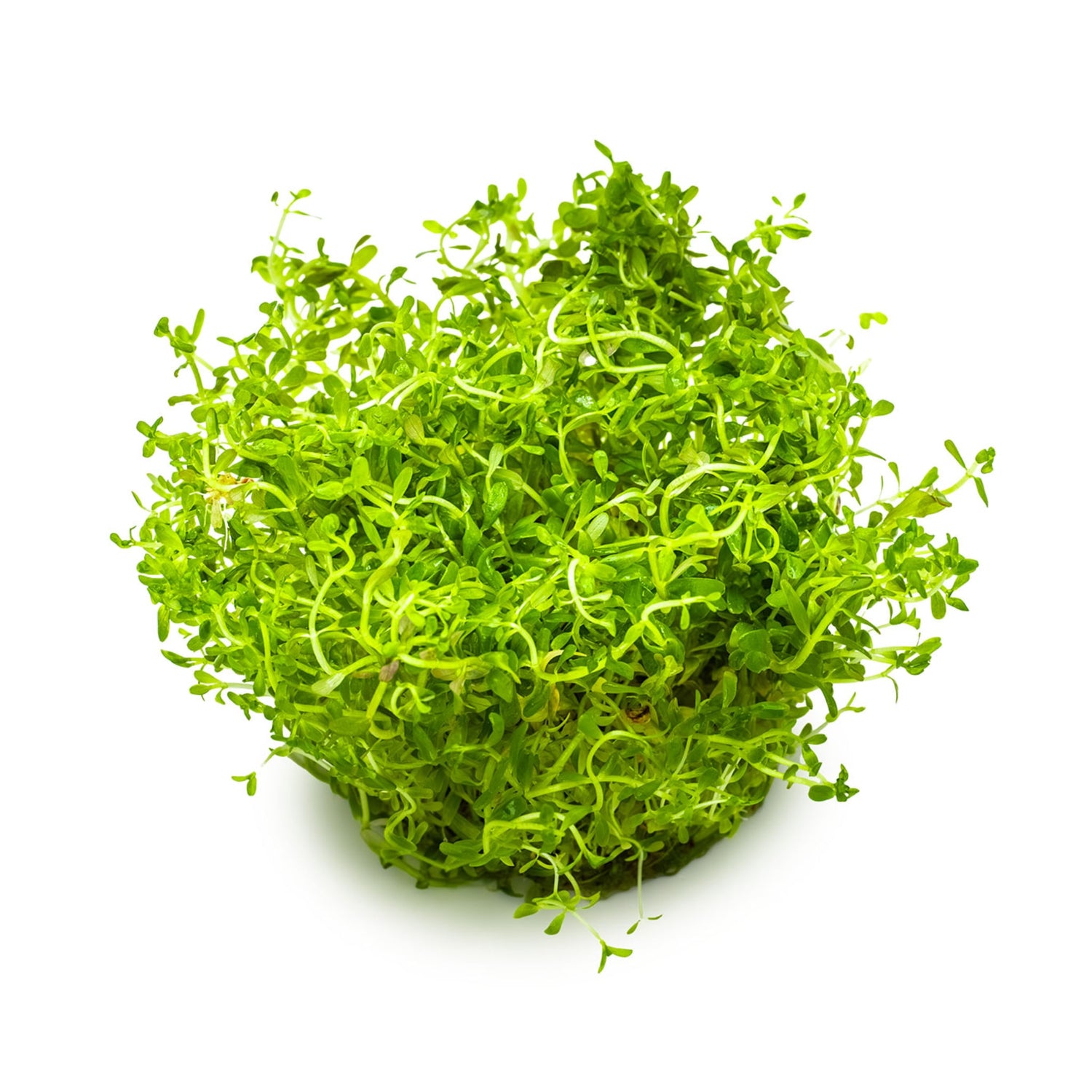 Tropica Rotala rotundifolia H&