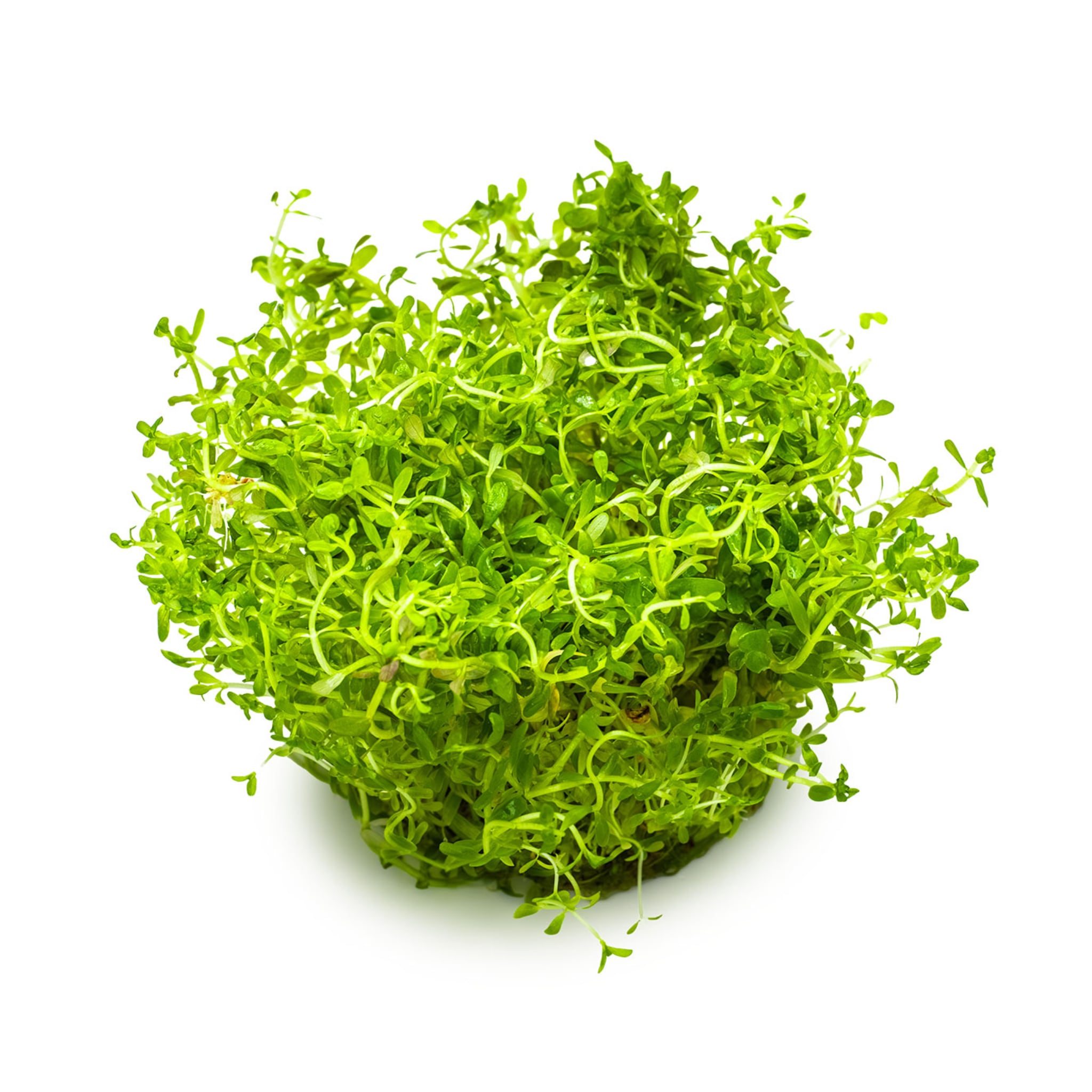 Tropica Rotala rotundifolia H&