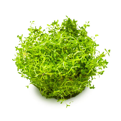 Tropica Rotala rotundifolia H&