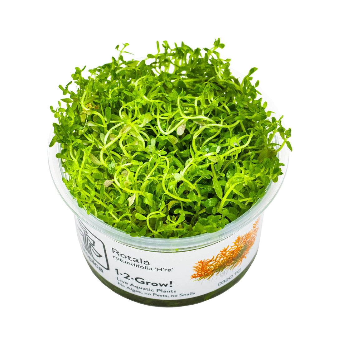 Tropica Rotala rotundifolia H&