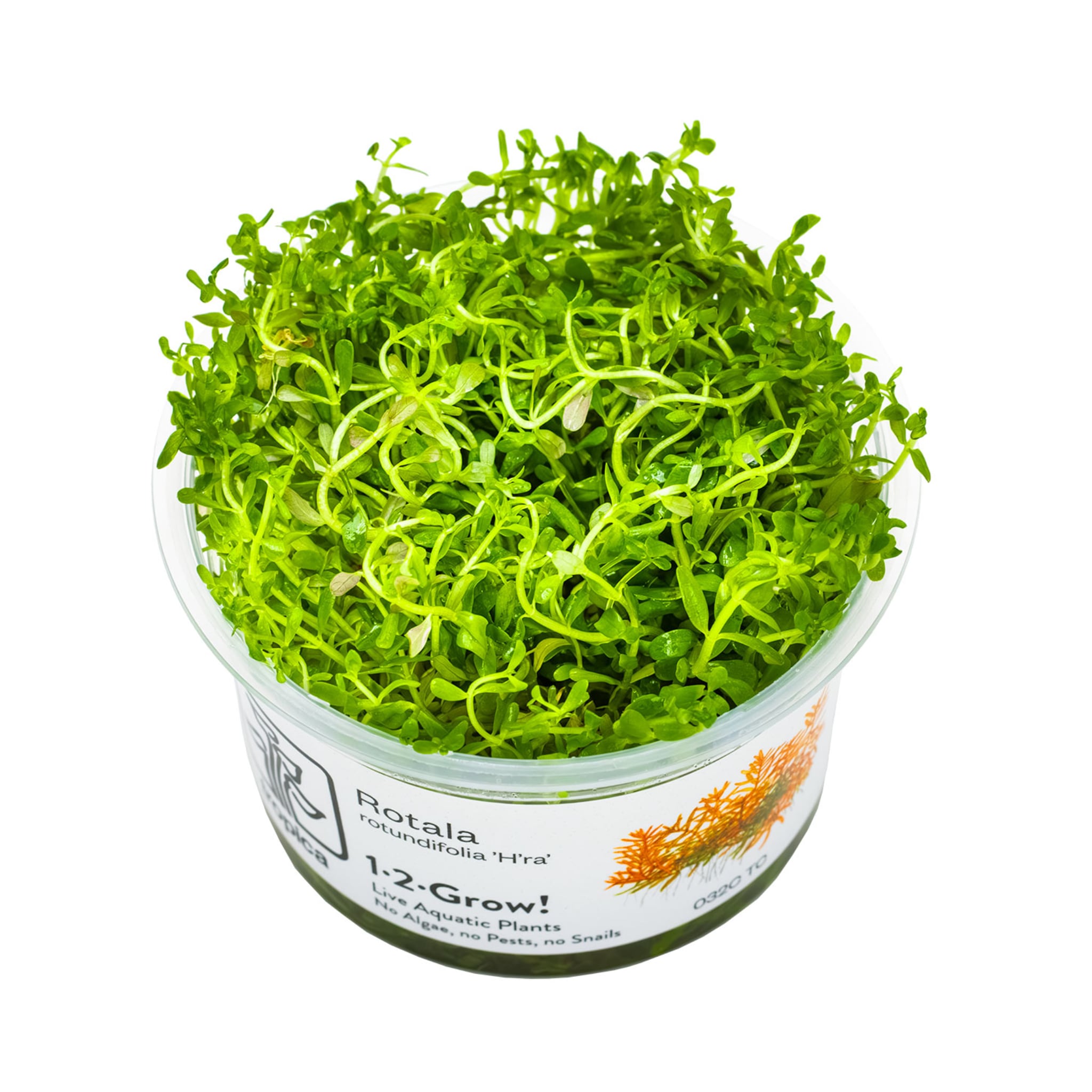 Tropica Rotala rotundifolia H&