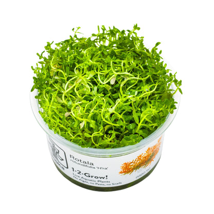 Tropica Rotala rotundifolia H&