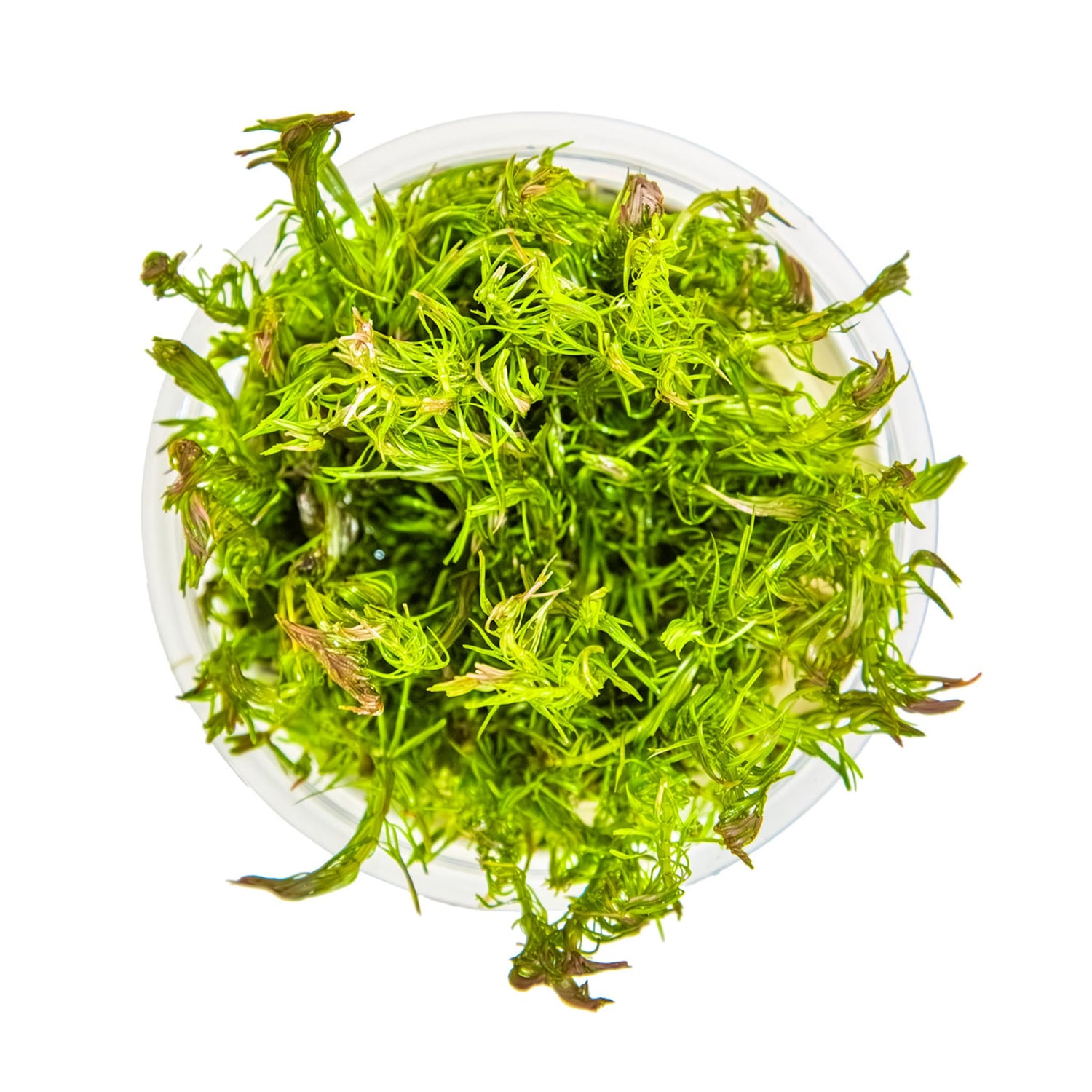 Tropica Rotala wallichi 1-2-GROW!