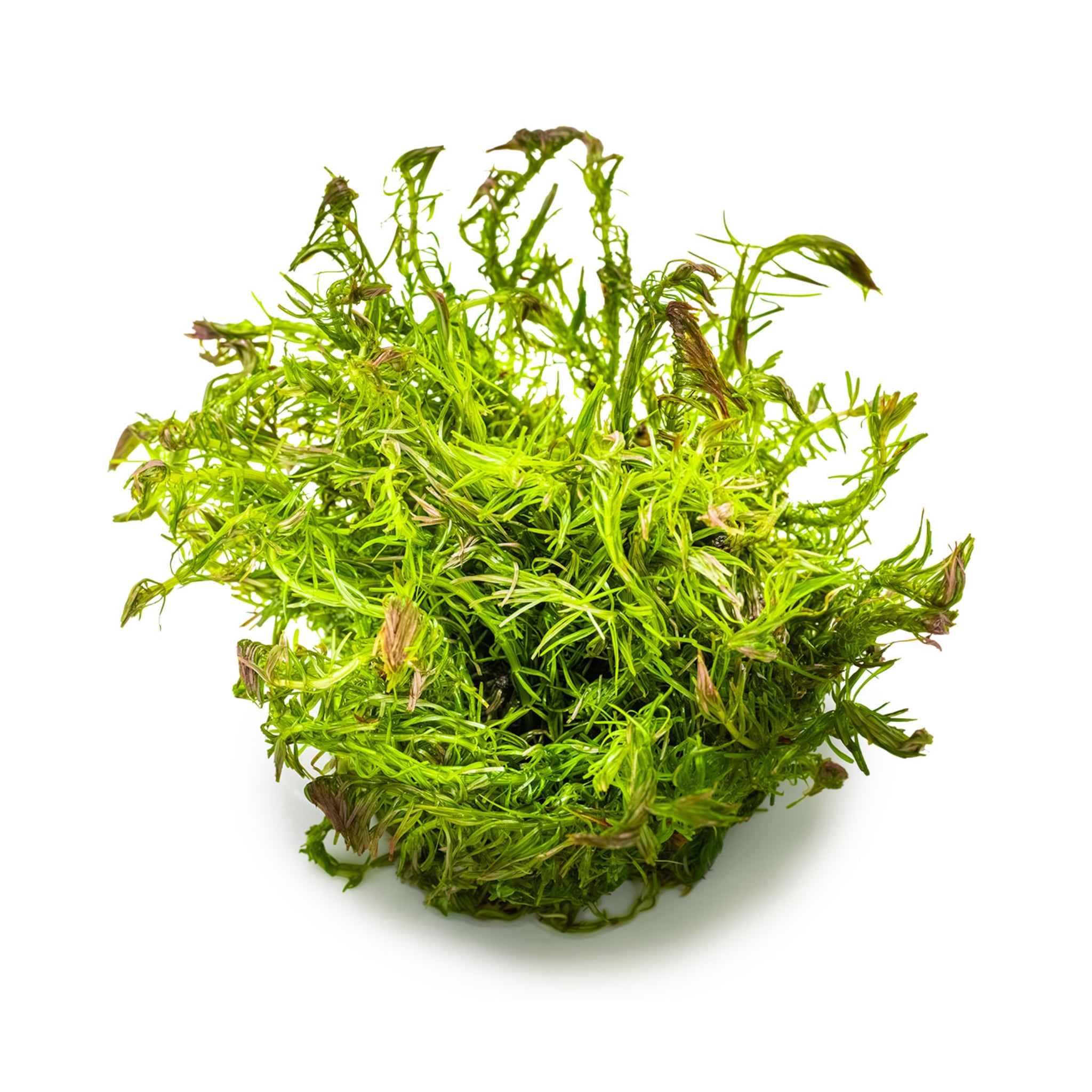 Tropica Rotala wallichi 1-2-GROW!