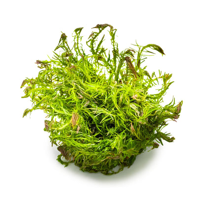 Tropica Rotala wallichi 1-2-GROW!