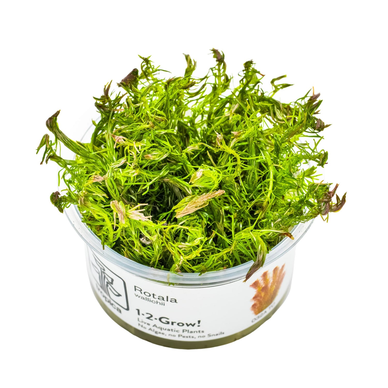 Tropica Rotala wallichi 1-2-GROW!