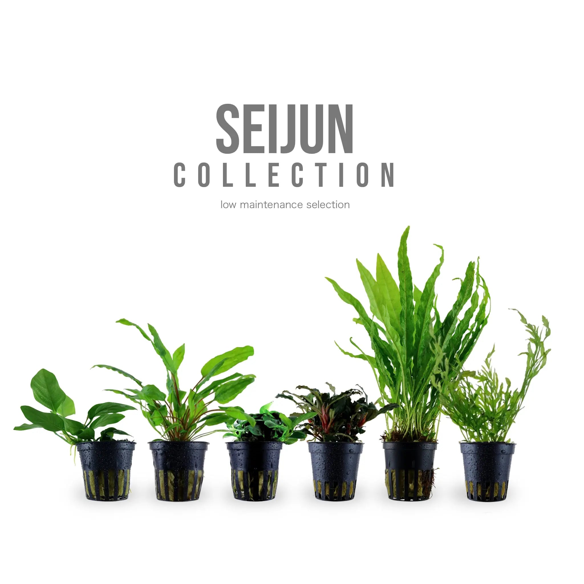 SEIJUN Collection - Low-maintenance aquarium plants Aqua Essentials