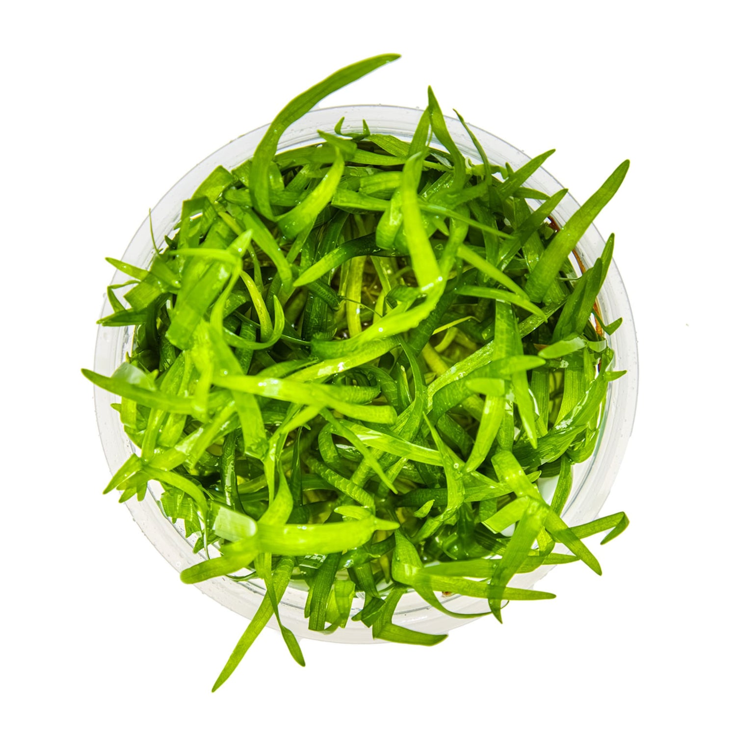 Tropica Sagittaria sabulata 1-2-Grow!