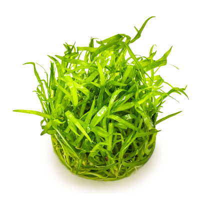 Tropica Sagittaria sabulata 1-2-Grow!