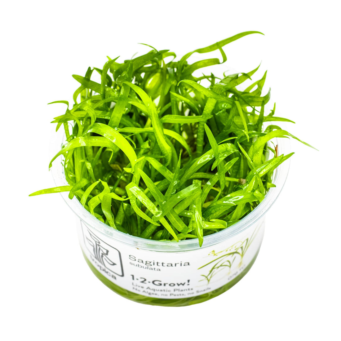 Tropica Sagittaria sabulata 1-2-Grow!