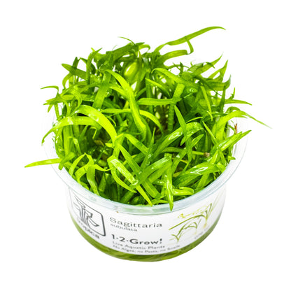 Tropica Sagittaria sabulata 1-2-Grow!