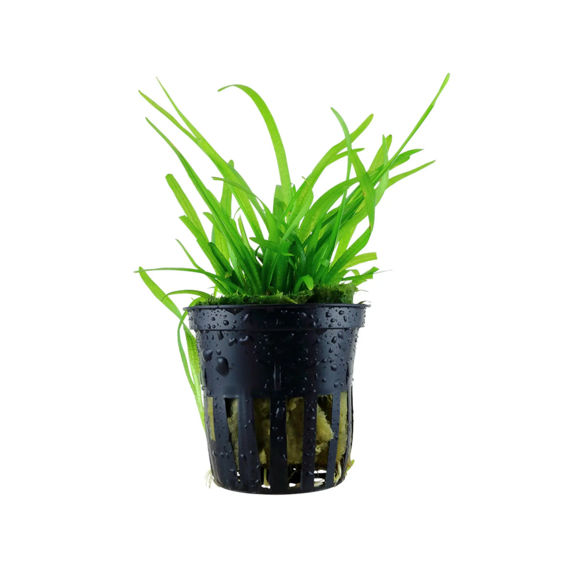 Sagittaria subulata (Dwarf Sagittaria) Tropica