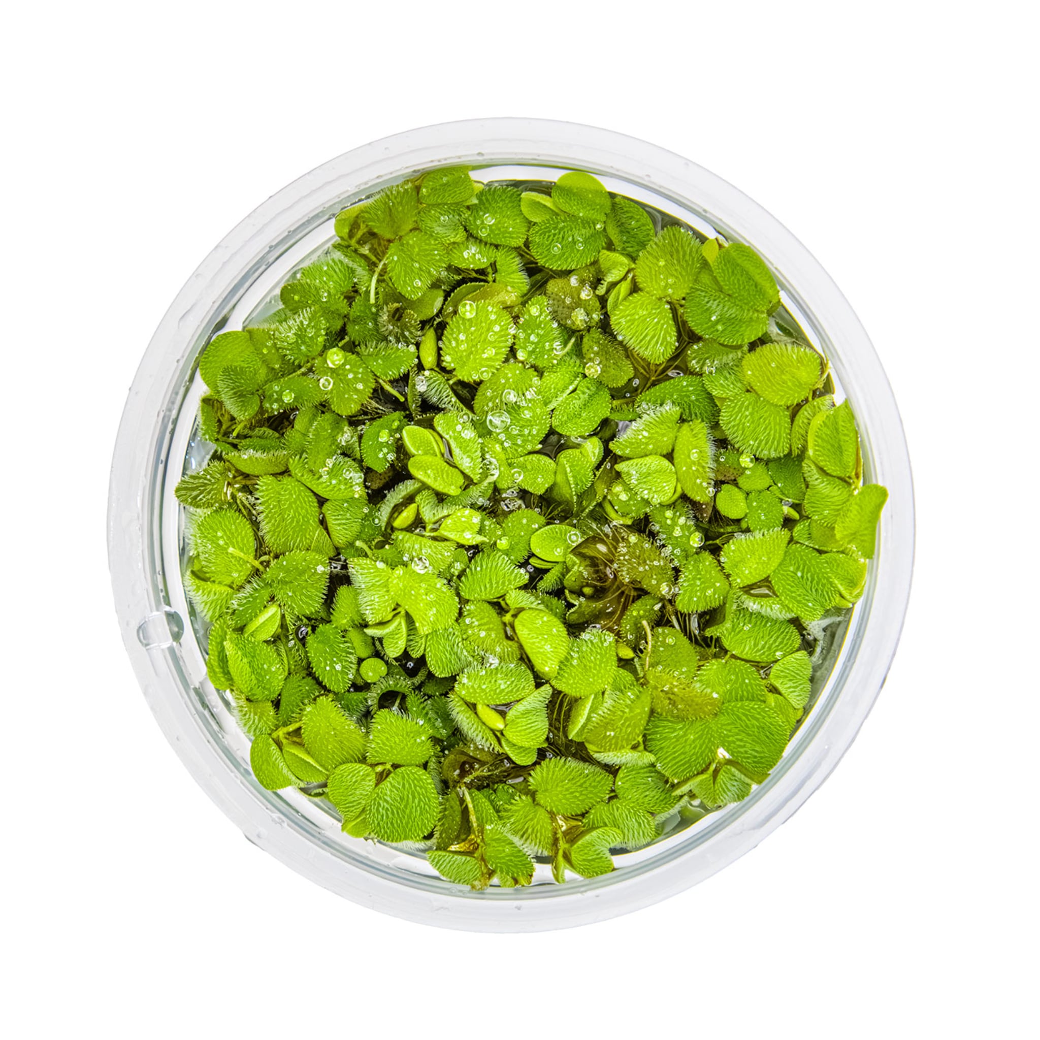 Tropica Salvinia minima 1-2-GROW!