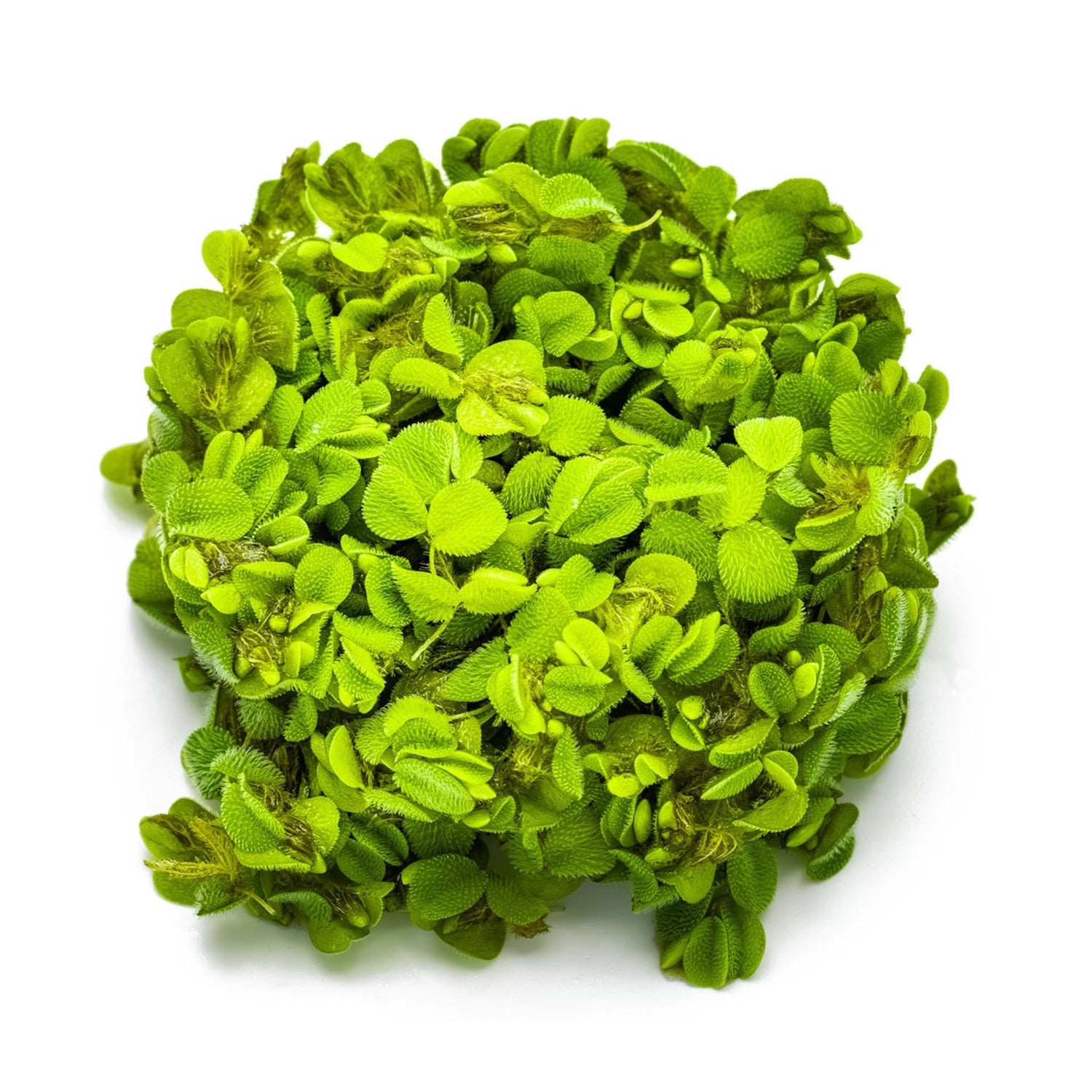 Tropica Salvinia minima 1-2-GROW!