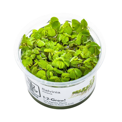 Tropica Salvinia minima 1-2-GROW!