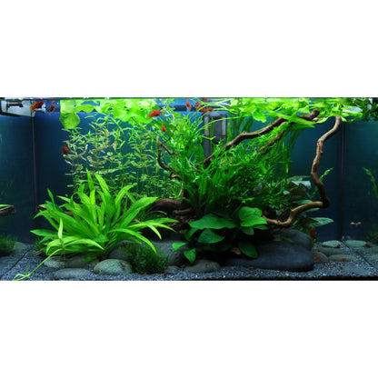 Scaped For You Collection - Layout 36 (54L) Easy Tropica