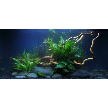 Scaped For You Collection - Layout 36 (54L) Easy Tropica