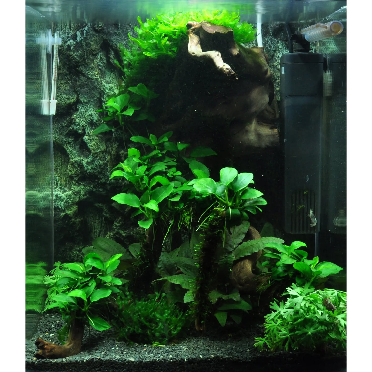 Scaped For You Collection - Layout 39 (30L) Easy Tropica