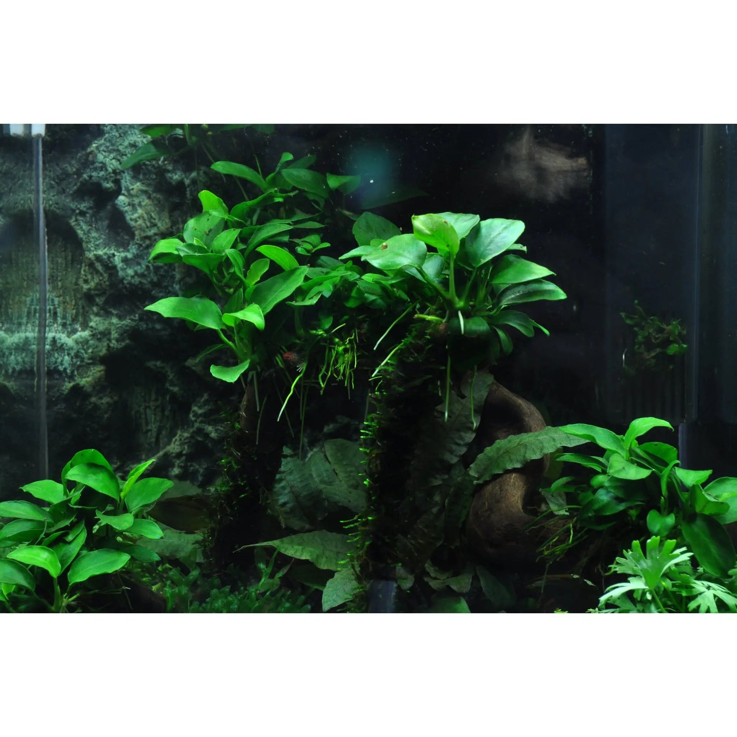 Scaped For You Collection - Layout 39 (30L) Easy Tropica