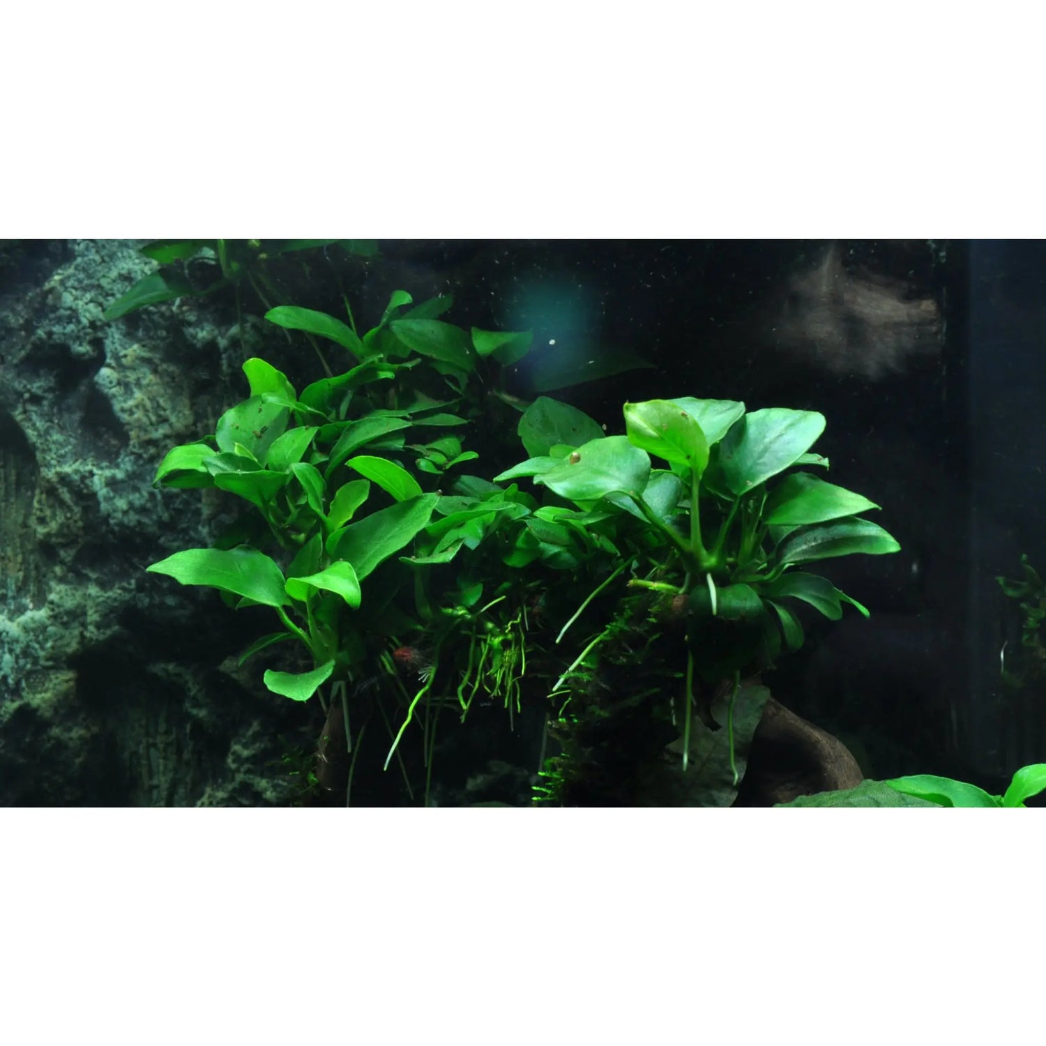 Scaped For You Collection - Layout 39 (30L) Easy Tropica