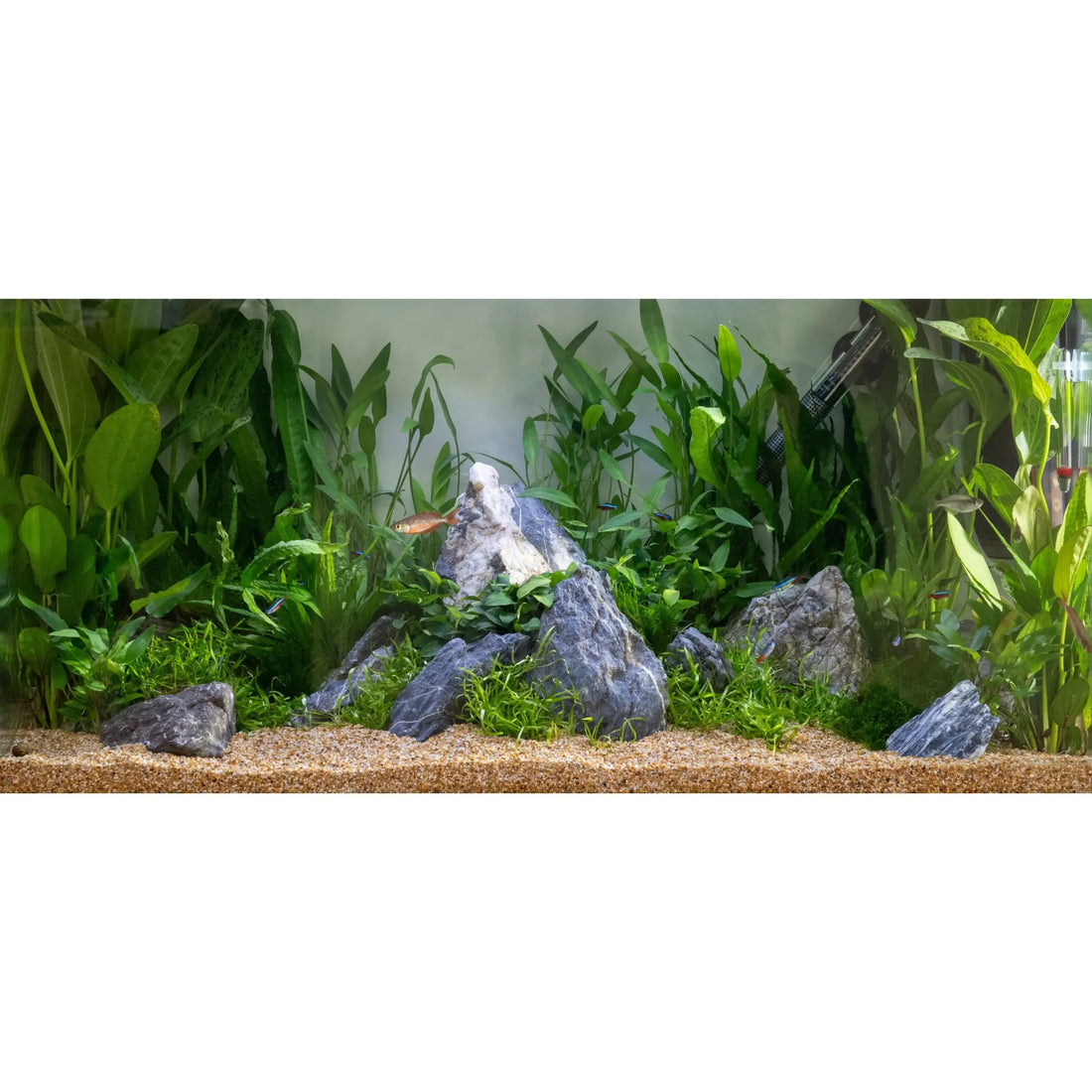 Scaped For You Collection - Tropica The Mountain (100L) Easy Tropica